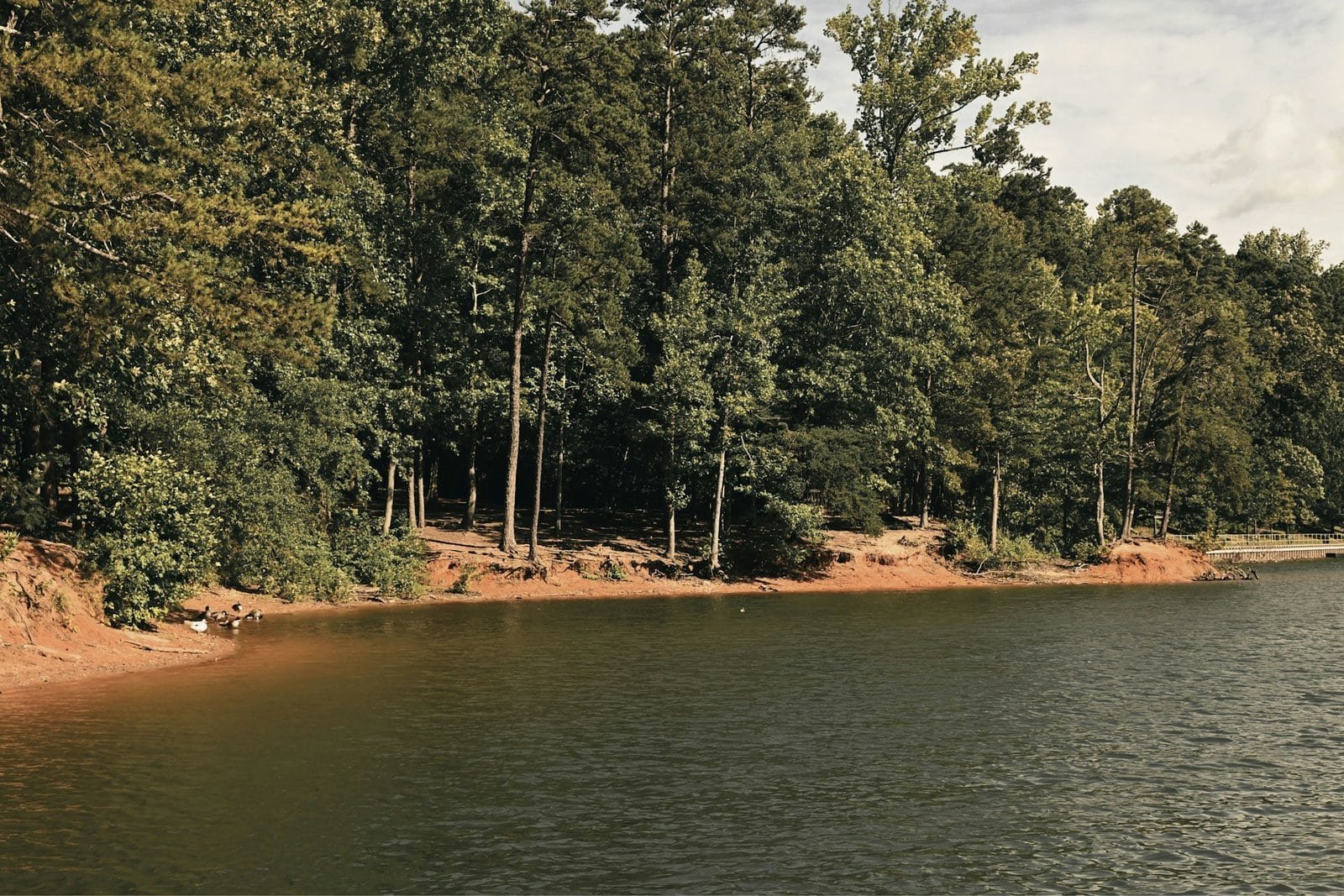 Scenic view of Gainesville lake with trees along the shoreline.